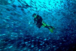 "Jimmy and the Jacks" this photo was taken in Sipadan, Bo... by Jeannette Howard 